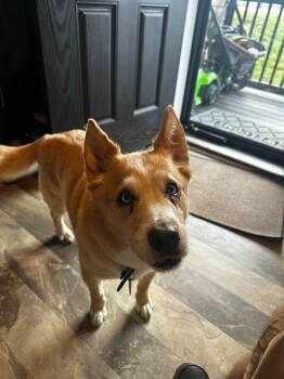 Sheik -  Canaan Dog and Mixed Breed Dog for Adoption in Clyde, North Carolina - Sheik | PetCurious