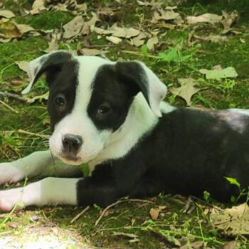 Ada -  Mixed Breed Dog for Adoption in Cincinnati, Ohio - Ada | PetCurious