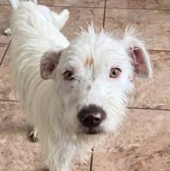 Coco (20260704-03) -  Miniature Schnauzer and Terrier Dog for Adoption in Niagara Falls, Ontario - Coco (20260704-03) | PetCurious