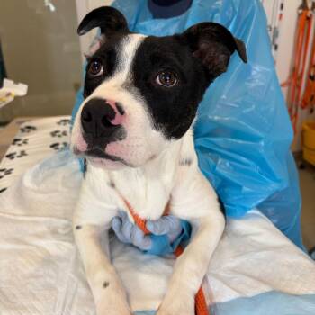 Jaque -  Pit Bull Terrier and Border Collie Dog for Adoption in Nashville, Tennessee - Jaque | PetCurious