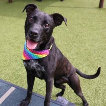 Mixed Breed Dogs Available for Adoption in Athens, Georgia - Mack Mack | PetCurious