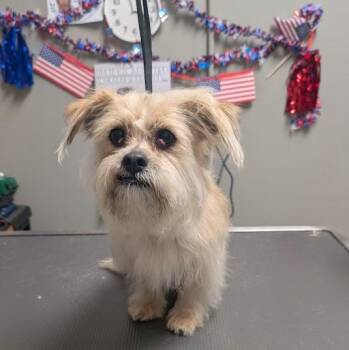 STRAY KIDS -  Maltese and Poodle Dog for Adoption in Las Vegas, Nevada - STRAY KIDS | PetCurious