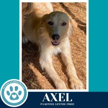 Labrador Retriever Dogs Available for Adoption in Kimberton, Pennsylvania - Axel 042526 | PetCurious