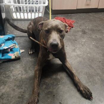 Pit Bull Terrier and Hound Dogs Available for Adoption in Evensville, Tennessee - Isabella Lola Reed | PetCurious