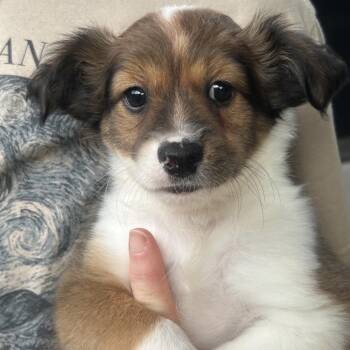 Kane -  Chihuahua and Dachshund Dog for Adoption in Lake Worth Beach, Florida - Kane | PetCurious