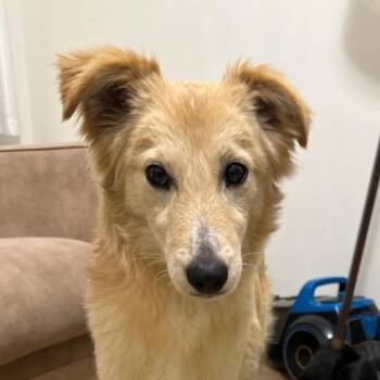 Collie Dogs Available for Adoption in Toronto, Ontario - Puffy | PetCurious