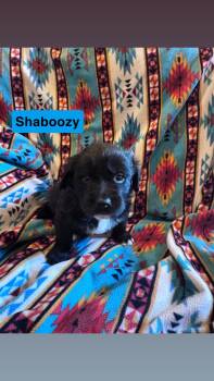 Shaboozy -  Labrador Retriever and Flat Coated Retriever Dog for Adoption in Duluth, Minnesota - Shaboozy | PetCurious