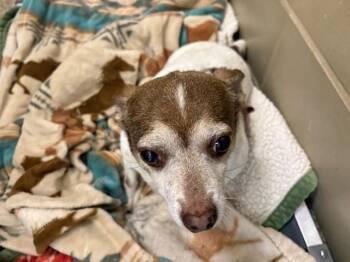 BOSCO -  Chihuahua and Mixed Breed Dog for Adoption in Pueblo, Colorado - BOSCO | PetCurious