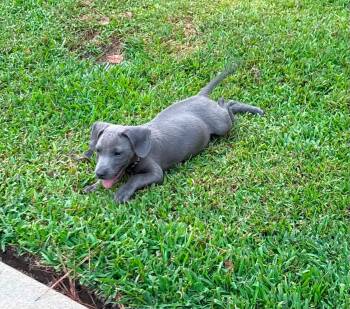 Cappuccino -  Pit Bull Terrier Dog for Adoption in Glocester, Rhode Island - Cappuccino | PetCurious