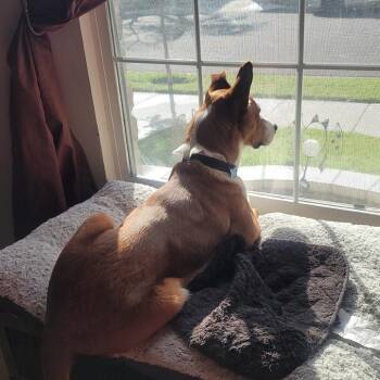 Shepherd Dogs Available for Adoption - Blondie  *Available By Appointment*  Costa Mesa Location | PetCurious