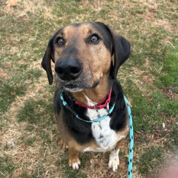 Hound Dogs Available for Adoption in Roanoke, Virginia - Ace | PetCurious