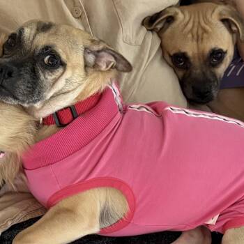 Rescue Pug and Chihuahua Dogs for Adoption in Los Angeles, California - Amos And Andy | PetCurious