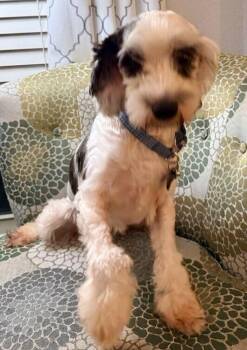 Marble AKA Frankie -  Schnauzer and Poodle Dog for Adoption in Dallas, Texas - Marble AKA Frankie | PetCurious