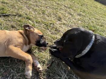 Boxer Dogs Available for Adoption in New Albany, Ohio - Cocoa (Baking & Spices) | PetCurious