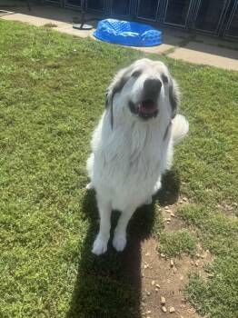 Bones -  Great Pyrenees Dog for Adoption in North Canton, Ohio - Bones | PetCurious