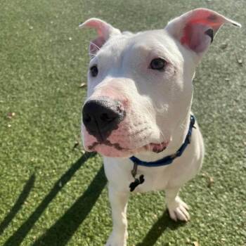 Rescue Mixed Breed Dogs for Adoption in Sioux Falls, South Dakota - Edison | PetCurious