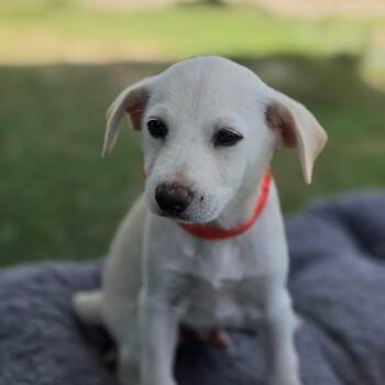 Jasper CI -  Cattle Dog and Mixed Breed Dog for Adoption in Austin, Texas - Jasper CI | PetCurious