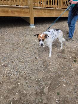 Penny -  Labrador Retriever Dog for Adoption in Lunenburg, Vermont - Penny | PetCurious