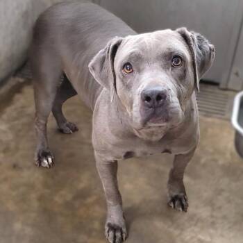 Pit Bull Terrier Dogs Available for Adoption in Los Angeles, California - Willa A2265436 | PetCurious
