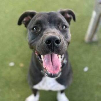 Labrador Retriever Dogs Available for Adoption - Banksy | PetCurious