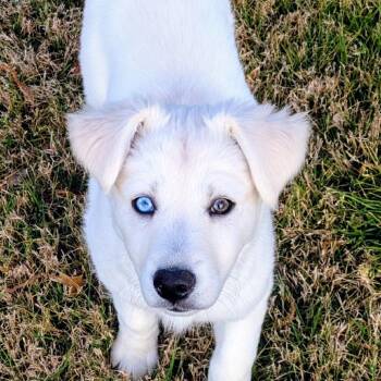 Mixed Breed Dogs Available for Adoption - Jagger | PetCurious