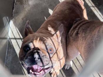 BILLY -  French Bulldog Dog for Adoption in Tustin, California - BILLY | PetCurious