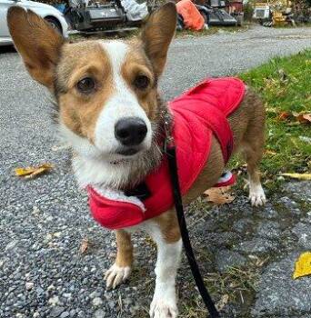 Sweet Mama -  Corgi Dog for Adoption in Bedford Hills, New York - Sweet Mama | PetCurious