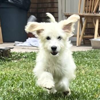 Maltese and Shih Tzu Dogs Available for Adoption in Montgomery, Texas - Bixie | PetCurious