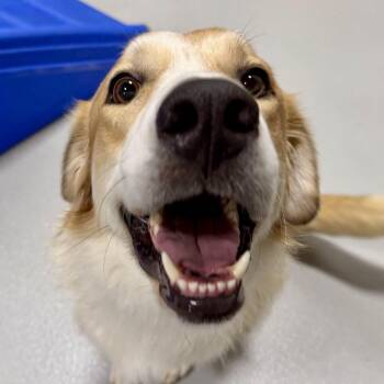 Pickles -  Australian Shepherd Dog for Adoption in Portland, Oregon - Pickles | PetCurious
