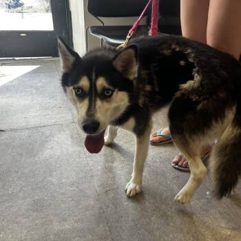 Hailey -  Siberian Husky Dog for Adoption in Philadelphia, Pennsylvania - Hailey | PetCurious