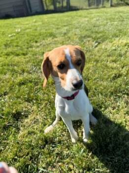 Beagle Dogs Available for Adoption in Augusta, West Virginia - Delilah | PetCurious
