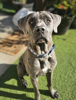 Cane Corso and Great Dane Dogs Available for Adoption in Longview, Texas - Bruno | PetCurious