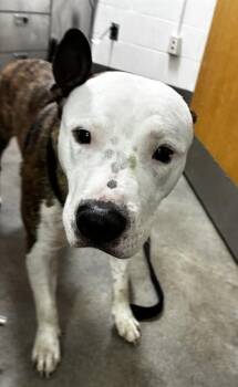 CHANCELOR -  Pit Bull Terrier Dog for Adoption - CHANCELOR | PetCurious