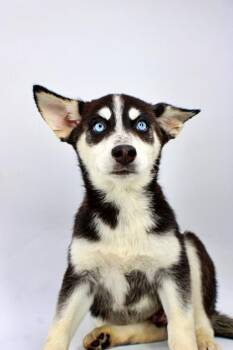 Juniper -  Siberian Husky and Mixed Breed Dog Available for Adoption in Morton Grove, Illinois - Juniper | PetCurious