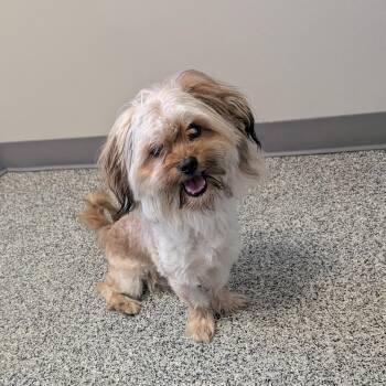 Simba -  Yorkshire Terrier and Mixed Breed Dog for Adoption in Detroit, Michigan - Simba | PetCurious