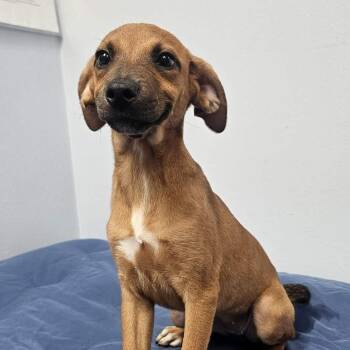 Hoka -  Mixed Breed Dog for Adoption in Buffalo, Minnesota - Hoka | PetCurious