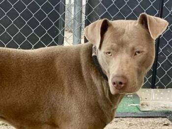 Rescue Mixed Breed Dogs for Adoption in Georgetown, Texas - Aspen | PetCurious