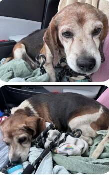 Bobby Boo -  Beagle Dog for Adoption in St. Peters, Missouri - Bobby Boo | PetCurious