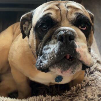 Tabitha -  English Bulldog Dog for Adoption in Oak Brook, Illinois - Tabitha | PetCurious