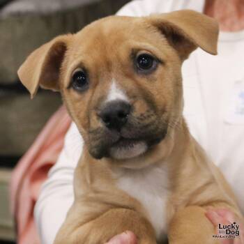 Labrador Retriever and Shepherd Dogs Available for Adoption in Washington, District Of Columbia - Babbette | PetCurious