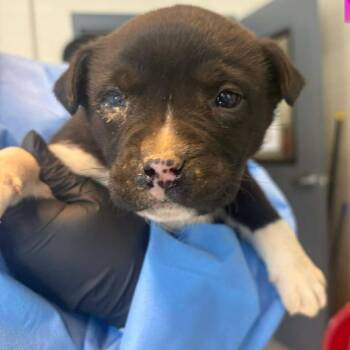 Mixed Breed Dogs Available for Adoption - Crayon | PetCurious