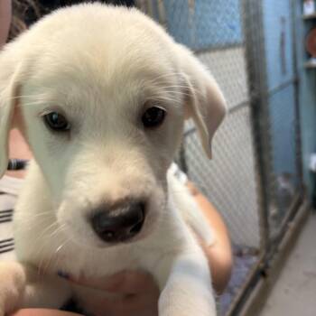 Great Pyrenees and Labrador Retriever Dogs Available for Adoption in Austin, Texas - Reese | PetCurious