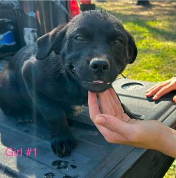 Shepherd and Rottweiler Dogs Available for Adoption in El Dorado, Arkansas - Sister | PetCurious