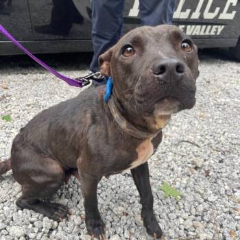 Kate -  Pit Bull Terrier and Mixed Breed Dog Available for Adoption in Valley, Alabama - Kate | PetCurious