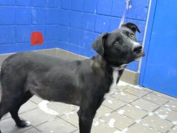 TEXAS -  Labrador Retriever and Mixed Breed Dog for Adoption in Albuquerque, New Mexico - TEXAS | PetCurious