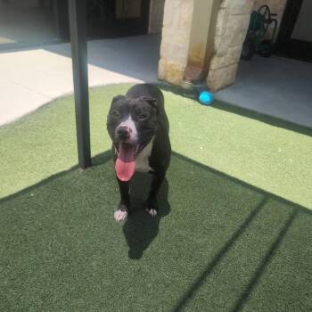 Snookie -  Terrier Dog for Adoption in Dallas, Texas - Snookie | PetCurious