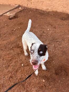 Larry -  Mixed Breed Dog for Adoption in Hobbs, New Mexico - Larry | PetCurious