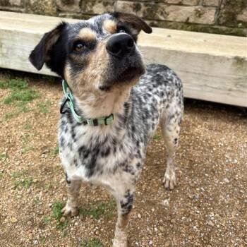 Bandit -  Mixed Breed Dog for Adoption in Bentonville, Arkansas - Bandit | PetCurious