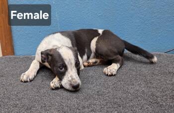 Willow -  Border Collie Dog for Adoption in Dripping Springs, Texas - Willow | PetCurious