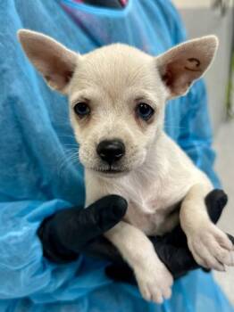 Helen -  Mixed Breed Dog for Adoption in Wichita, Kansas - Helen | PetCurious